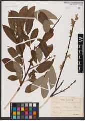 Foto von Salix aurita L. x Salix caprea L.